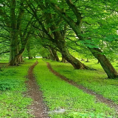 Lovely In With Garden *